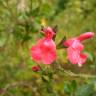 Fotografia 3 da espécie Salvia coccinea do Jardim Botânico UTAD