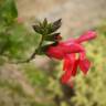 Fotografia 4 da espécie Salvia coccinea do Jardim Botânico UTAD