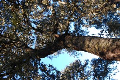 Fotografia da espécie Quercus rotundifolia