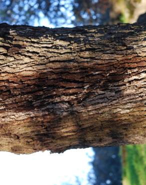 Fotografia 6 da espécie Quercus rotundifolia no Jardim Botânico UTAD