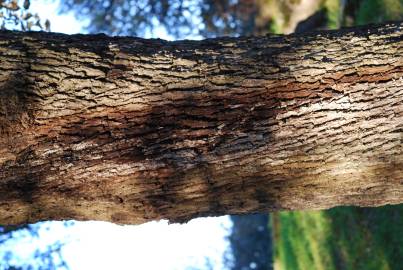Fotografia da espécie Quercus rotundifolia