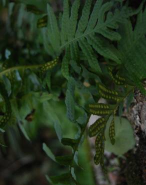 Fotografia 5 da espécie Polypodium interjectum no Jardim Botânico UTAD