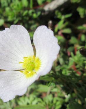 Fotografia 1 da espécie Baldellia alpestris no Jardim Botânico UTAD