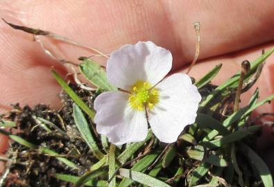 Fotografia da espécie Baldellia alpestris