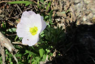 Fotografia da espécie Baldellia alpestris