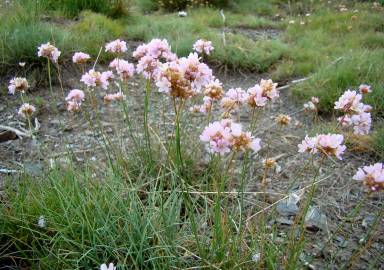 Fotografia da espécie Armeria duriaei