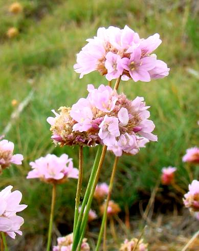 Fotografia de capa Armeria duriaei - do Jardim Botânico