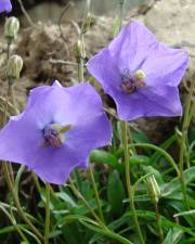 Fotografia da espécie Campanula rotundifolia