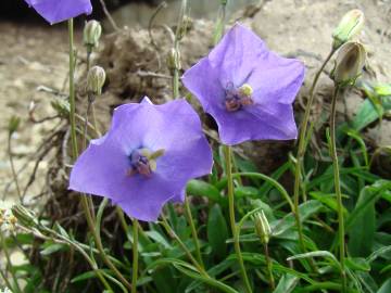 Fotografia da espécie Campanula rotundifolia subesp. rotundifolia