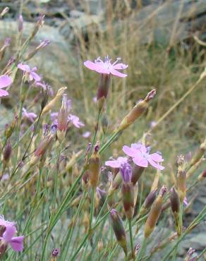 Fotografia 3 da espécie Dianthus pungens subesp. brachyanthus no Jardim Botânico UTAD