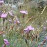 Fotografia 3 da espécie Dianthus pungens subesp. brachyanthus do Jardim Botânico UTAD