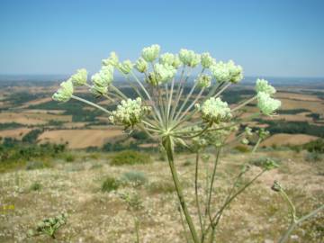 Fotografia da espécie Magydaris panacifolia