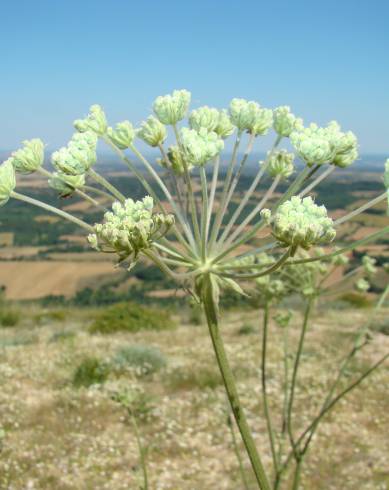 Fotografia de capa Magydaris panacifolia - do Jardim Botânico