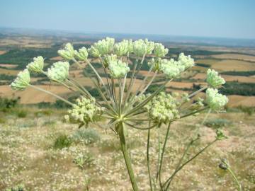 Fotografia da espécie Magydaris panacifolia