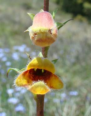 Fotografia 1 da espécie Digitalis obscura subesp. obscura no Jardim Botânico UTAD