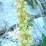 Fotografia 2 da espécie Aceras anthropophorum do Jardim Botânico UTAD
