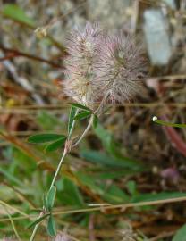 Fotografia da espécie Trifolium arvense var. arvense