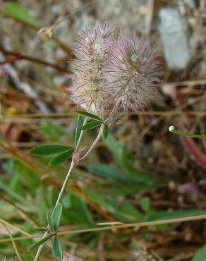 Fotografia 3 da espécie Trifolium arvense var. arvense no Jardim Botânico UTAD