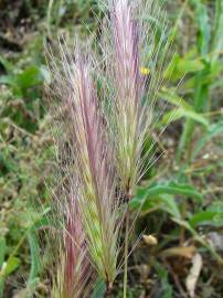 Fotografia da espécie Hordeum murinum subesp. leporinum