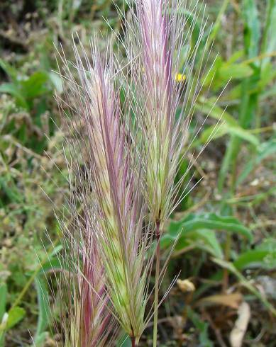 Fotografia de capa Hordeum murinum subesp. leporinum - do Jardim Botânico