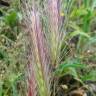 Fotografia 1 da espécie Hordeum murinum subesp. leporinum do Jardim Botânico UTAD