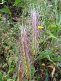 Fotografia da espécie Hordeum murinum subesp. leporinum