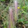 Fotografia 3 da espécie Hordeum murinum subesp. leporinum do Jardim Botânico UTAD