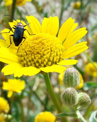 Fotografia de capa Coleostephus myconis - do Jardim Botânico