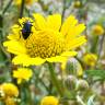 Fotografia 1 da espécie Coleostephus myconis do Jardim Botânico UTAD