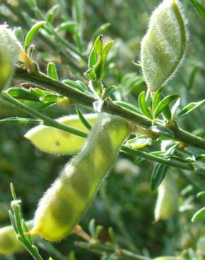 Fotografia 6 da espécie Cytisus multiflorus no Jardim Botânico UTAD