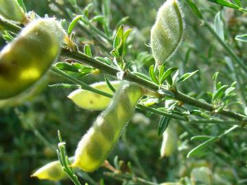 Fotografia da espécie Cytisus multiflorus