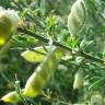 Fotografia 6 da espécie Cytisus multiflorus do Jardim Botânico UTAD