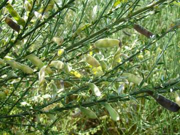 Fotografia da espécie Cytisus multiflorus