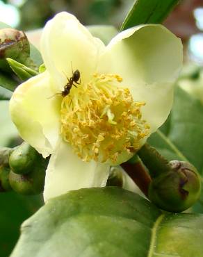 Fotografia 3 da espécie Camellia sinensis no Jardim Botânico UTAD