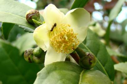 Fotografia da espécie Camellia sinensis