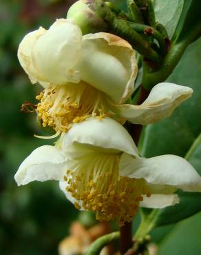 Fotografia 1 da espécie Camellia sinensis no Jardim Botânico UTAD