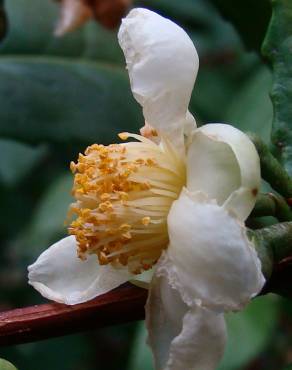 Fotografia 4 da espécie Camellia sinensis no Jardim Botânico UTAD