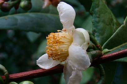 Fotografia da espécie Camellia sinensis