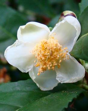 Fotografia 5 da espécie Camellia sinensis no Jardim Botânico UTAD