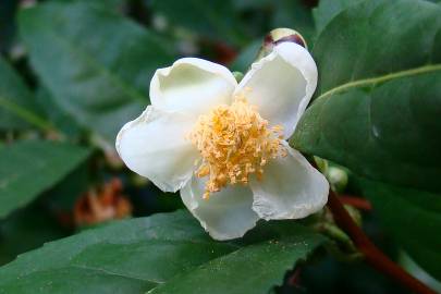 Fotografia da espécie Camellia sinensis