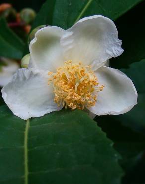 Fotografia 6 da espécie Camellia sinensis no Jardim Botânico UTAD