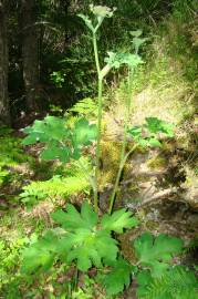 Fotografia da espécie Heracleum sphondylium subesp. granatense