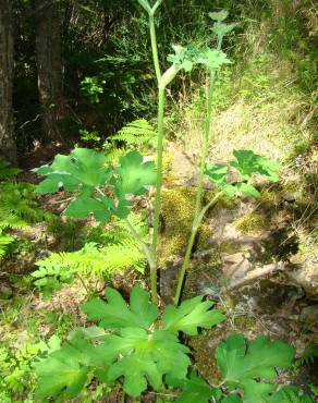 Fotografia 2 da espécie Heracleum sphondylium subesp. granatense no Jardim Botânico UTAD