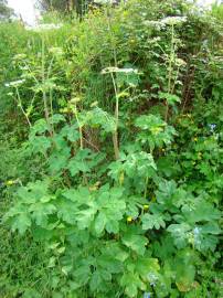 Fotografia da espécie Heracleum sphondylium subesp. granatense