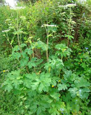 Fotografia 3 da espécie Heracleum sphondylium subesp. granatense no Jardim Botânico UTAD