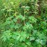 Fotografia 3 da espécie Heracleum sphondylium subesp. granatense do Jardim Botânico UTAD