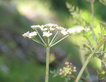 Fotografia da espécie Oenanthe silaifolia