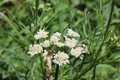 Fotografia da espécie Oenanthe silaifolia