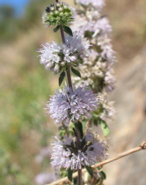 Fotografia 7 da espécie Mentha cervina no Jardim Botânico UTAD