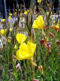 Fotografia da espécie Oenothera glazioviana